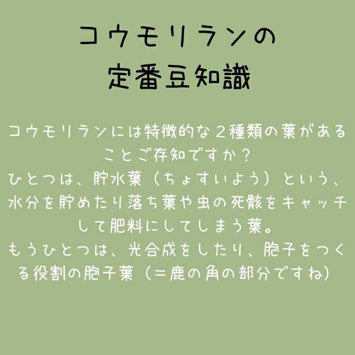 観葉植物現品販売