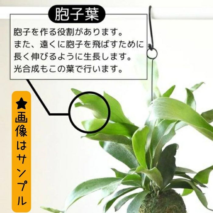 観葉植物現品販売