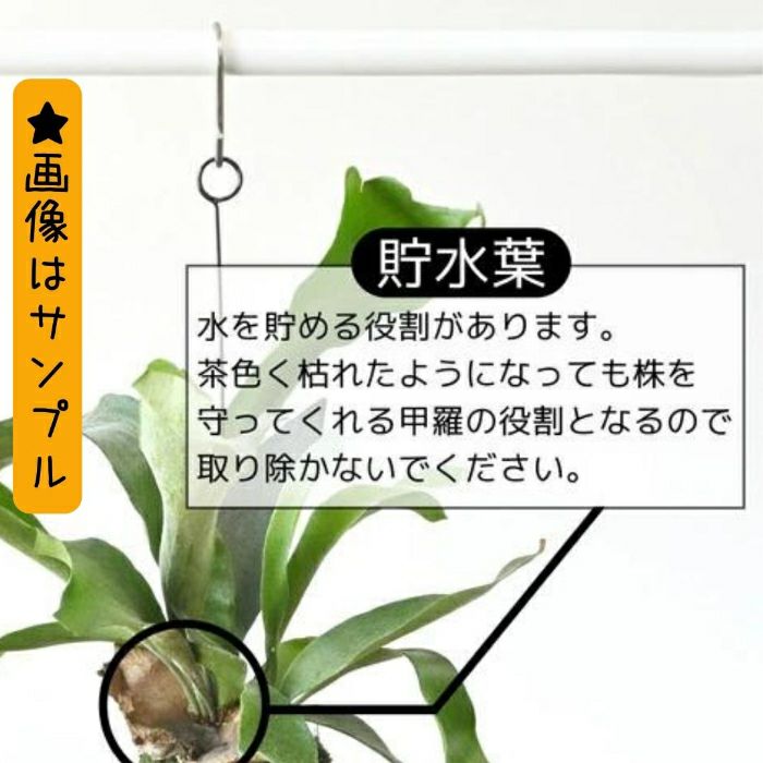 観葉植物現品販売