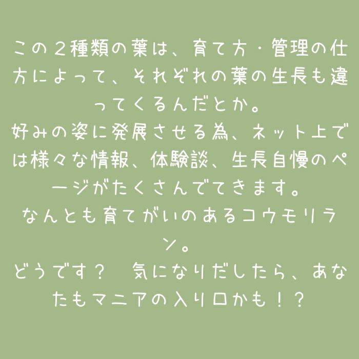 観葉植物現品販売