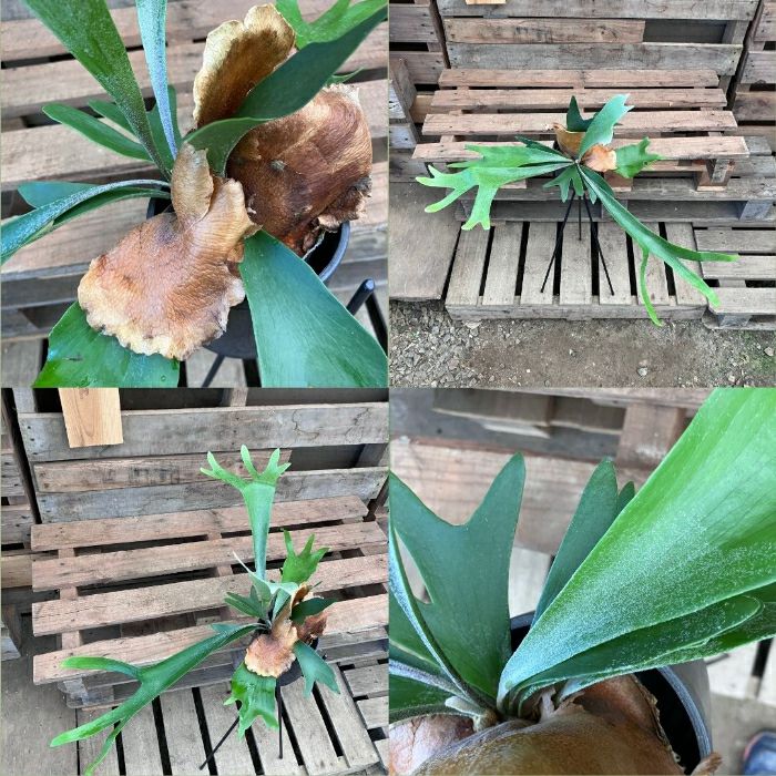 観葉植物現品販売