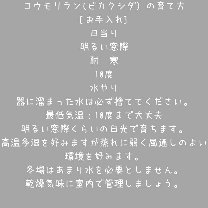 観葉植物現品販売