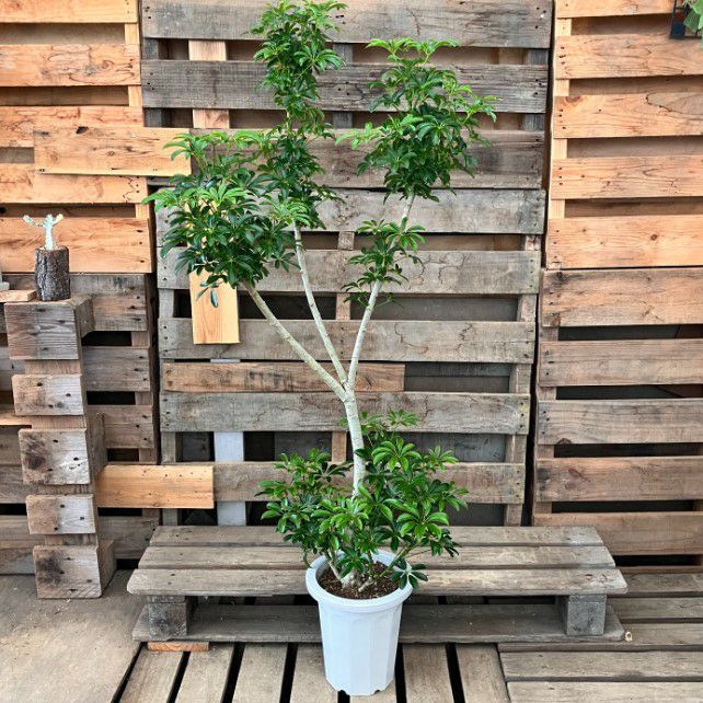 観葉植物現品販売