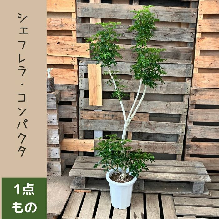 観葉植物現品販売