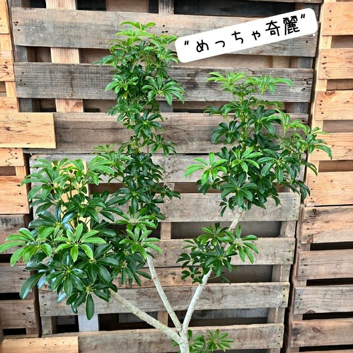 観葉植物現品販売