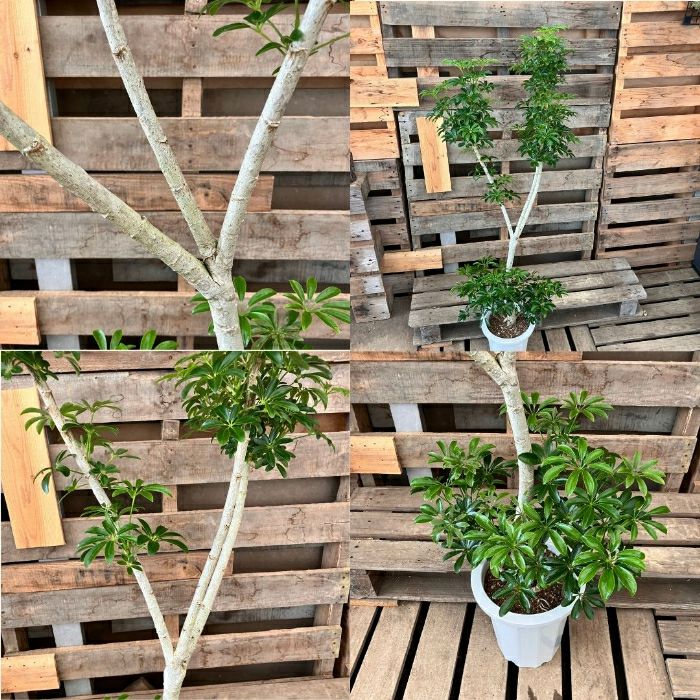 観葉植物現品販売