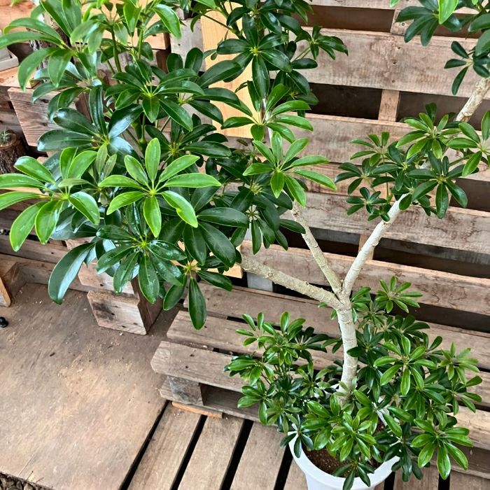 観葉植物現品販売