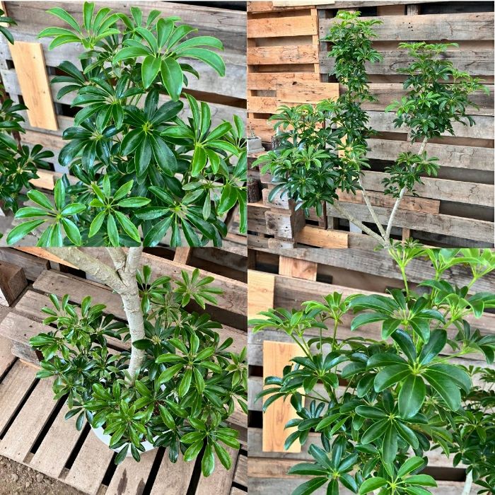 観葉植物現品販売