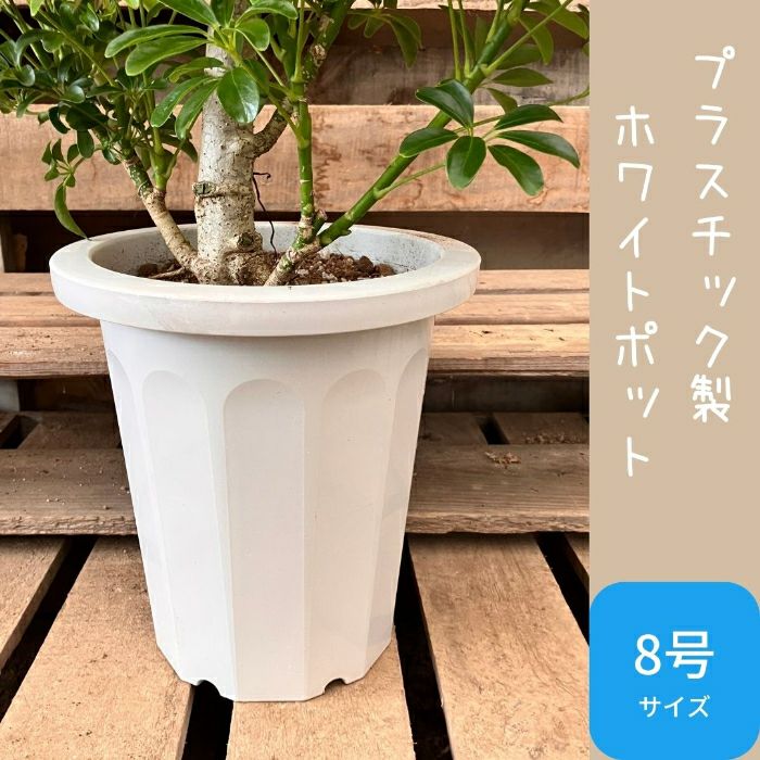 観葉植物現品販売