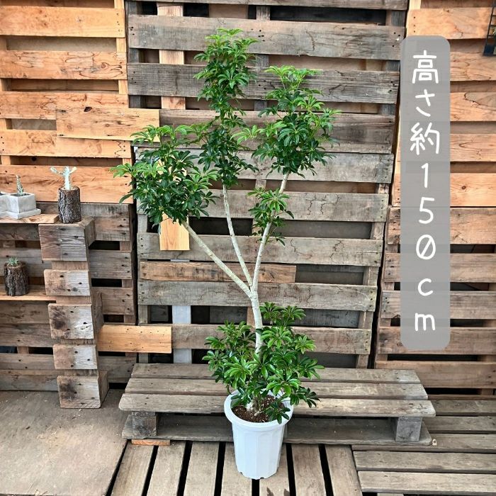 観葉植物現品販売