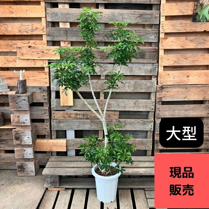 観葉植物現品販売