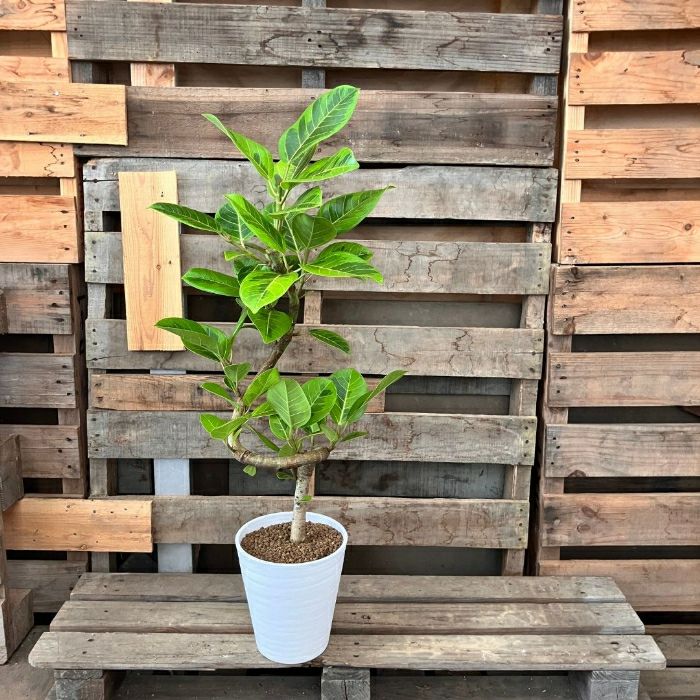 観葉植物現品販売