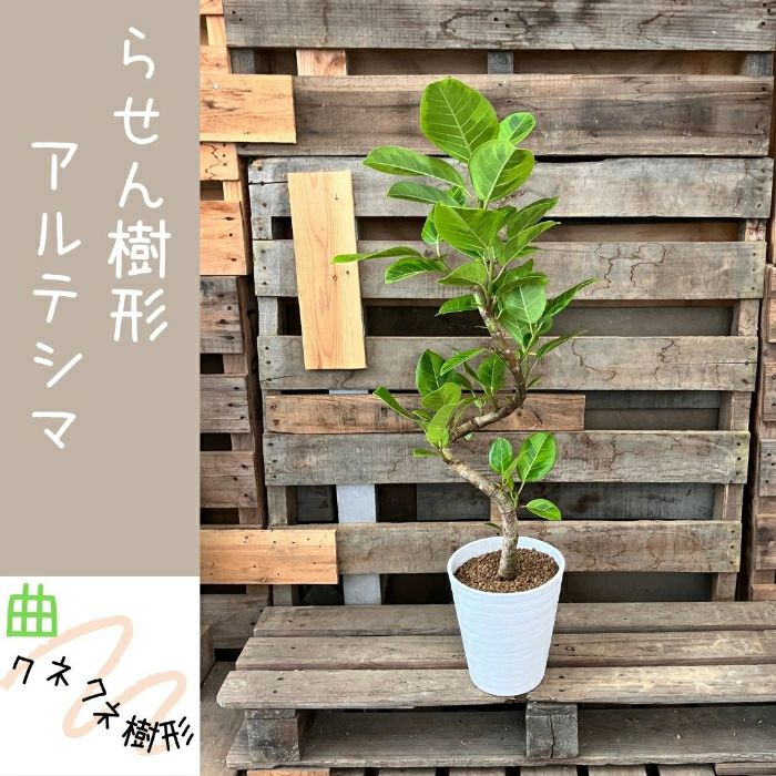 観葉植物現品販売