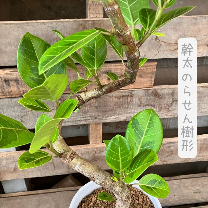 観葉植物現品販売