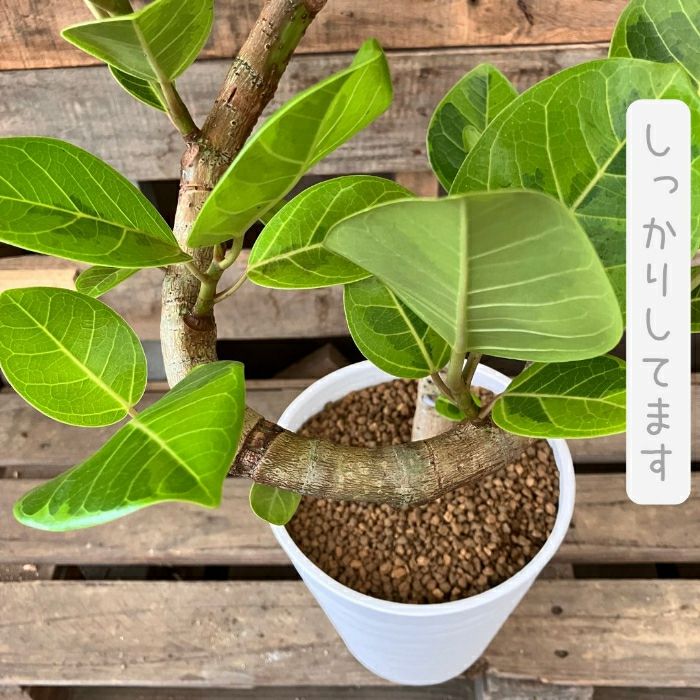 観葉植物現品販売