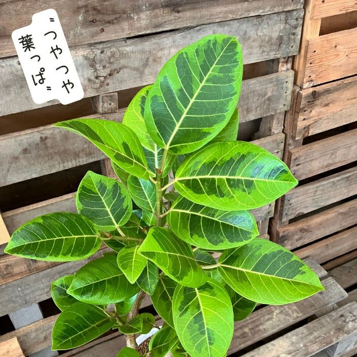 観葉植物現品販売