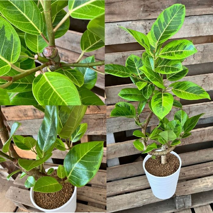 観葉植物現品販売