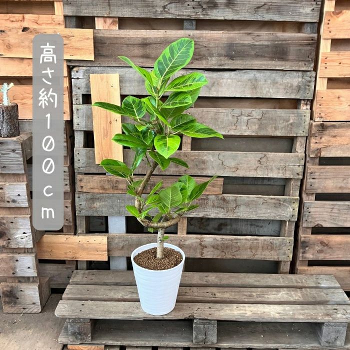 観葉植物現品販売