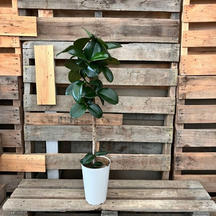 観葉植物現品販売