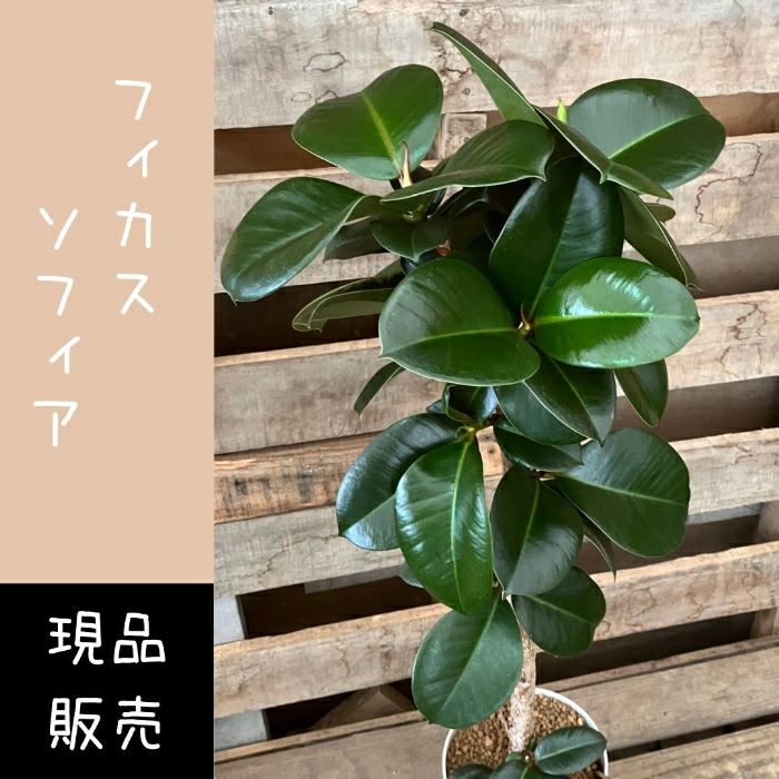 観葉植物現品販売