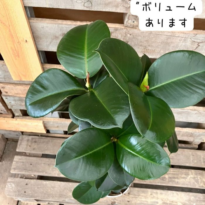 観葉植物現品販売