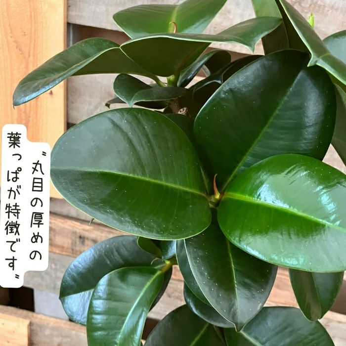 観葉植物現品販売