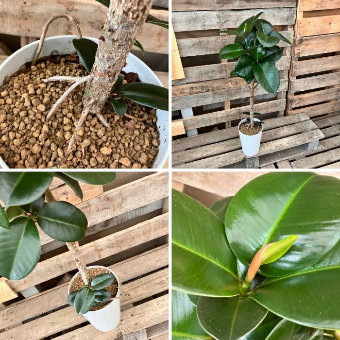 観葉植物現品販売