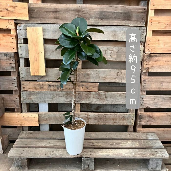 観葉植物現品販売