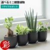 選べる ミニ 観葉植物 卓上 リサイクルプラスチックポット アイアンプレート ガジュマル ポトス サンスベリア ペペロミア シュガーバイン 