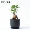 選べる ミニ 観葉植物 卓上 リサイクルプラスチックポット アイアンプレート ガジュマル ポトス サンスベリア ペペロミア シュガーバイン 