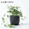 選べる ミニ 観葉植物 卓上 リサイクルプラスチックポット アイアンプレート ガジュマル ポトス サンスベリア ペペロミア シュガーバイン 