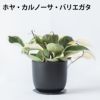 選べる ミニ 観葉植物 卓上 リサイクルプラスチックポット アイアンプレート ガジュマル ポトス サンスベリア ペペロミア シュガーバイン 