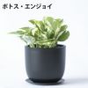 選べる ミニ 観葉植物 卓上 リサイクルプラスチックポット アイアンプレート ガジュマル ポトス サンスベリア ペペロミア シュガーバイン 