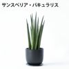 選べる ミニ 観葉植物 卓上 リサイクルプラスチックポット アイアンプレート ガジュマル ポトス サンスベリア ペペロミア シュガーバイン 