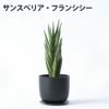 選べる ミニ 観葉植物 卓上 リサイクルプラスチックポット アイアンプレート ガジュマル ポトス サンスベリア ペペロミア シュガーバイン 