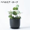 選べる ミニ 観葉植物 卓上 リサイクルプラスチックポット アイアンプレート ガジュマル ポトス サンスベリア ペペロミア シュガーバイン 