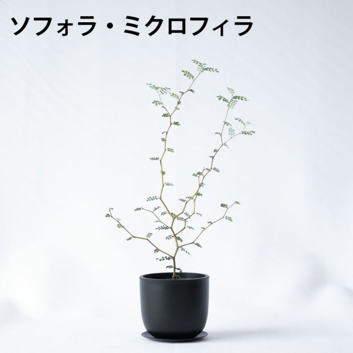 選べる ミニ 観葉植物 卓上 リサイクルプラスチックポット アイアンプレート ガジュマル ポトス サンスベリア ペペロミア シュガーバイン 