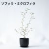 選べる ミニ 観葉植物 卓上 リサイクルプラスチックポット アイアンプレート ガジュマル ポトス サンスベリア ペペロミア シュガーバイン 