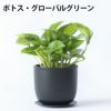 選べる ミニ 観葉植物 卓上 リサイクルプラスチックポット アイアンプレート ガジュマル ポトス サンスベリア ペペロミア シュガーバイン 