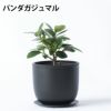 選べる ミニ 観葉植物 卓上 リサイクルプラスチックポット アイアンプレート ガジュマル ポトス サンスベリア ペペロミア シュガーバイン 