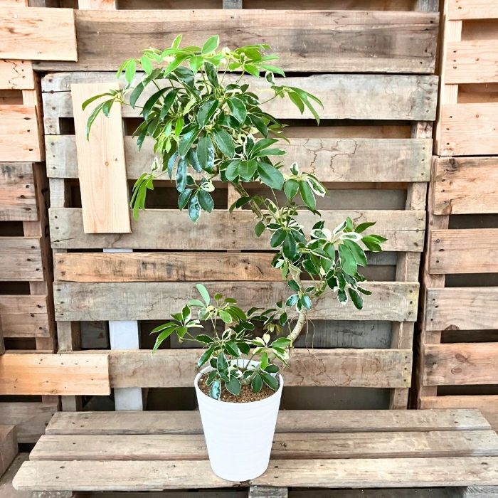 観葉植物現品販売