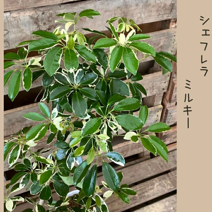 観葉植物現品販売
