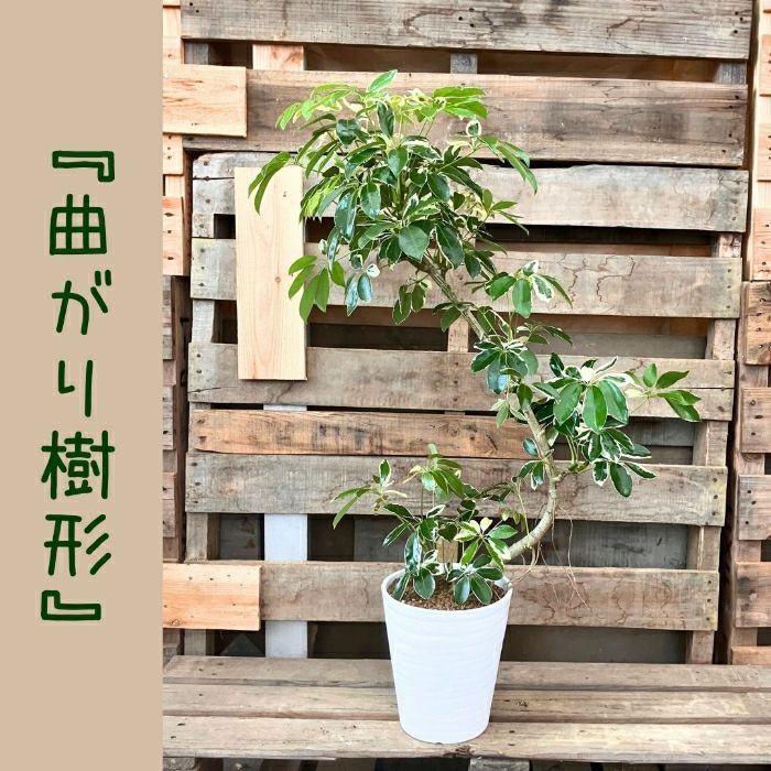 観葉植物現品販売