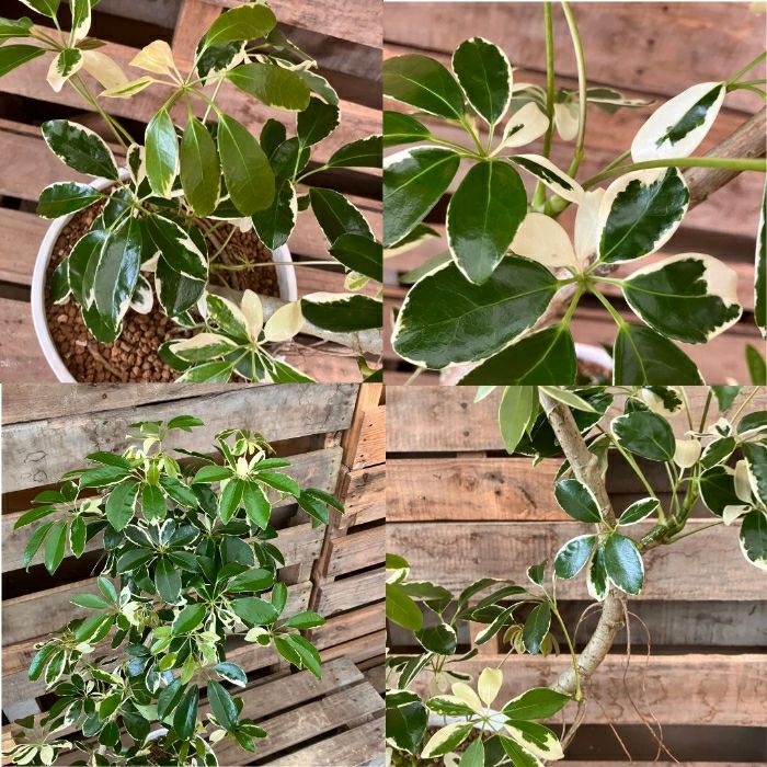 観葉植物現品販売