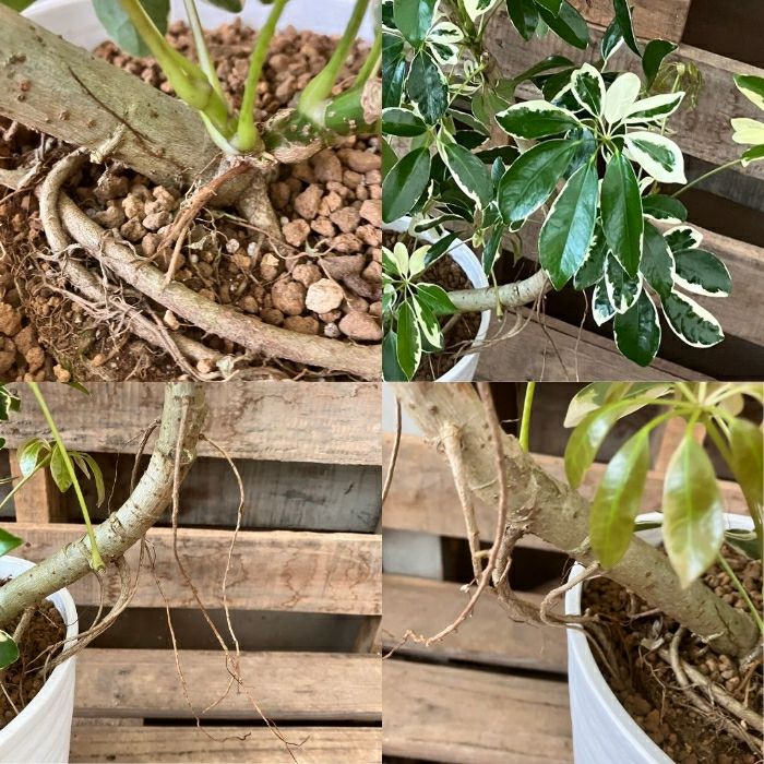 観葉植物現品販売