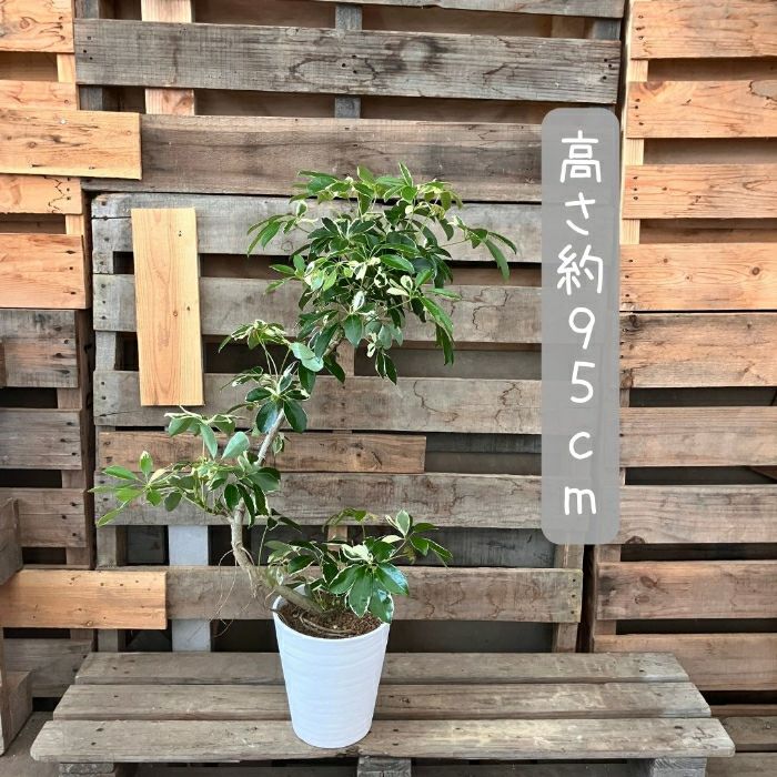 観葉植物現品販売