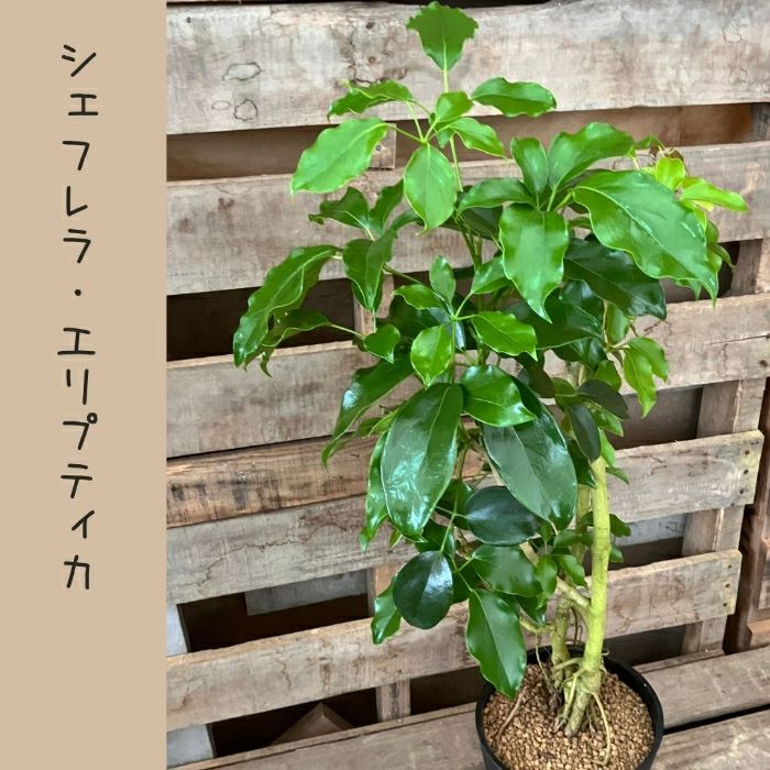 観葉植物現品販売