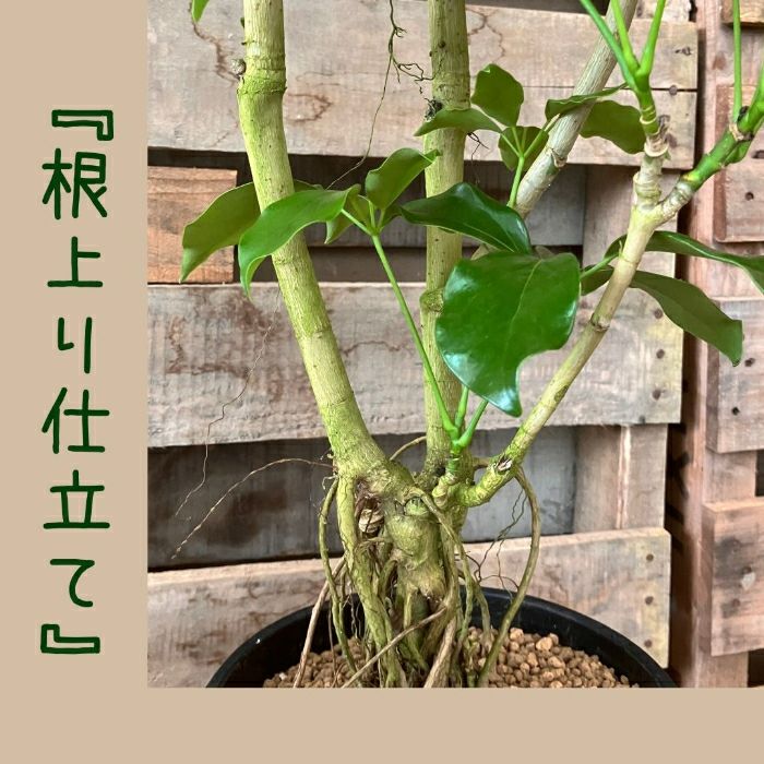 観葉植物現品販売