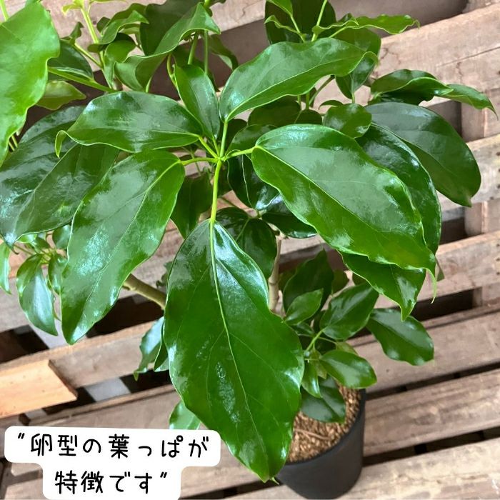 観葉植物現品販売