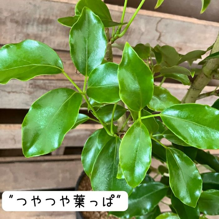 観葉植物現品販売